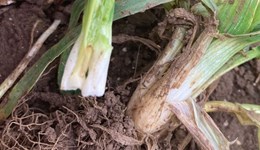 Gout fly management in spring cereals
